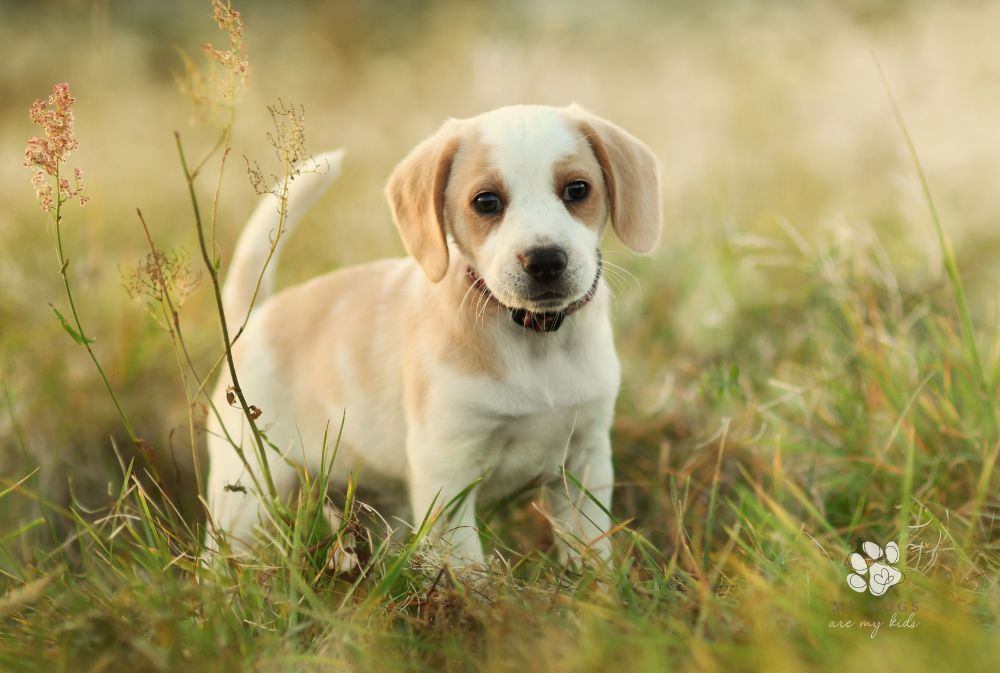 cute dog wallpaper