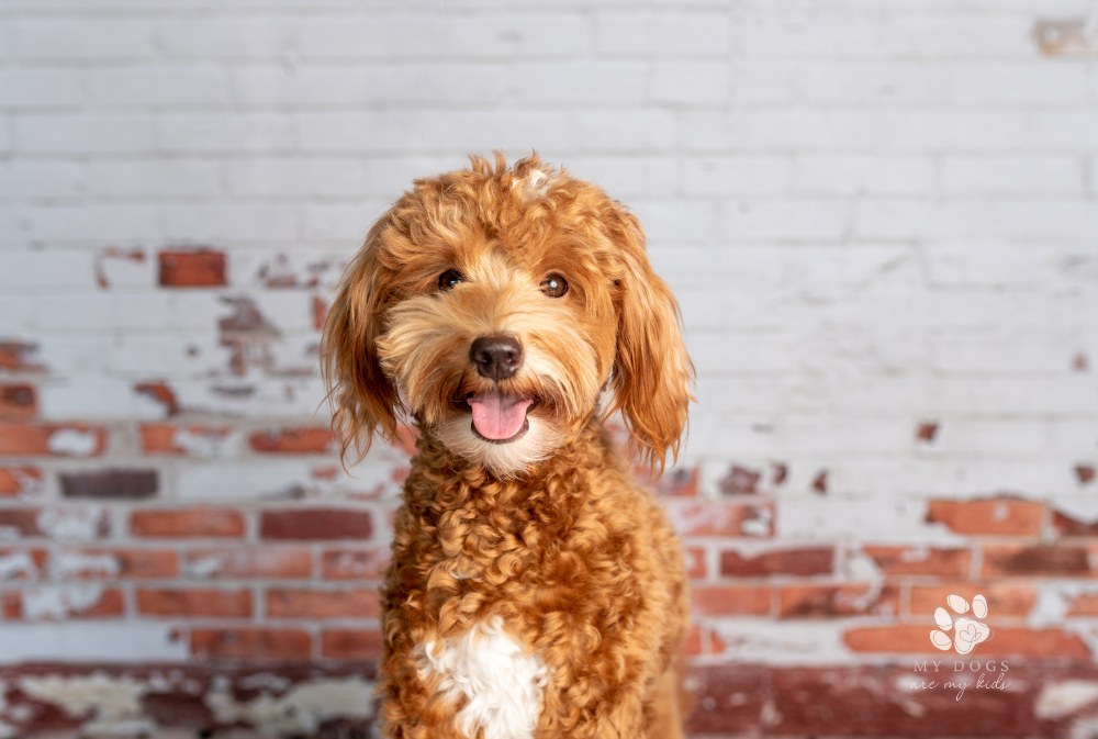 Mini goldendoodle, golden doodle puppy