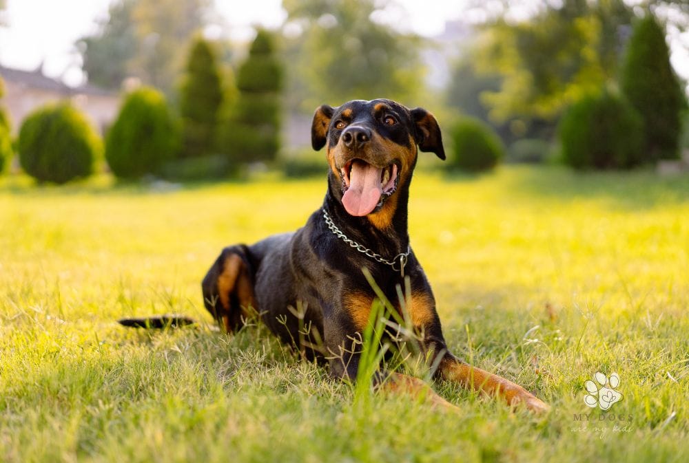 5 Myths About Doberman Ears Debunked
