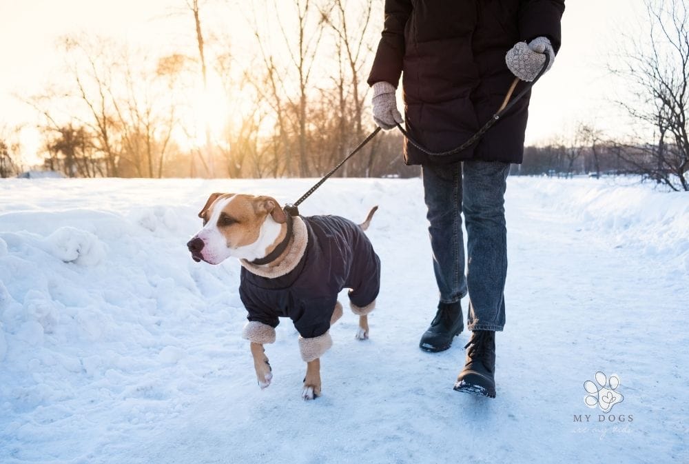 5 Ways to Keep Your Dog Warm This Winter