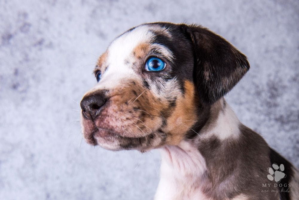 Louisiana Catahoula Leopard Dog with blue eyes