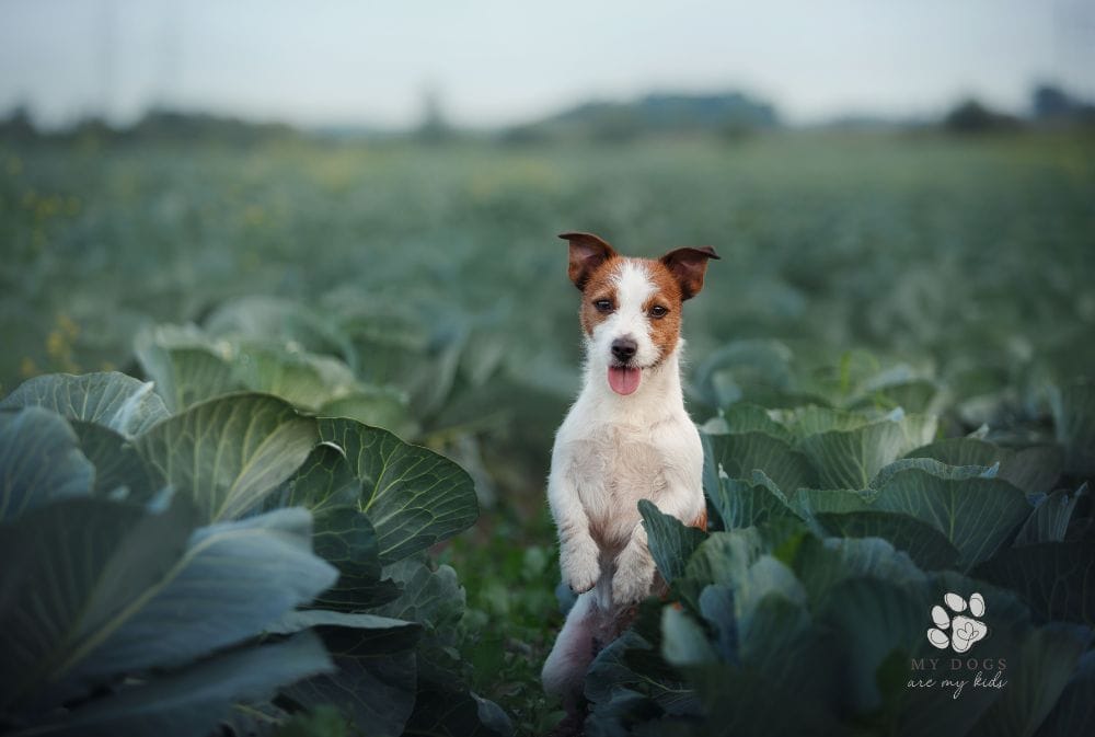 Can Dogs Eat Cabbage? Here's What You Need to Know
