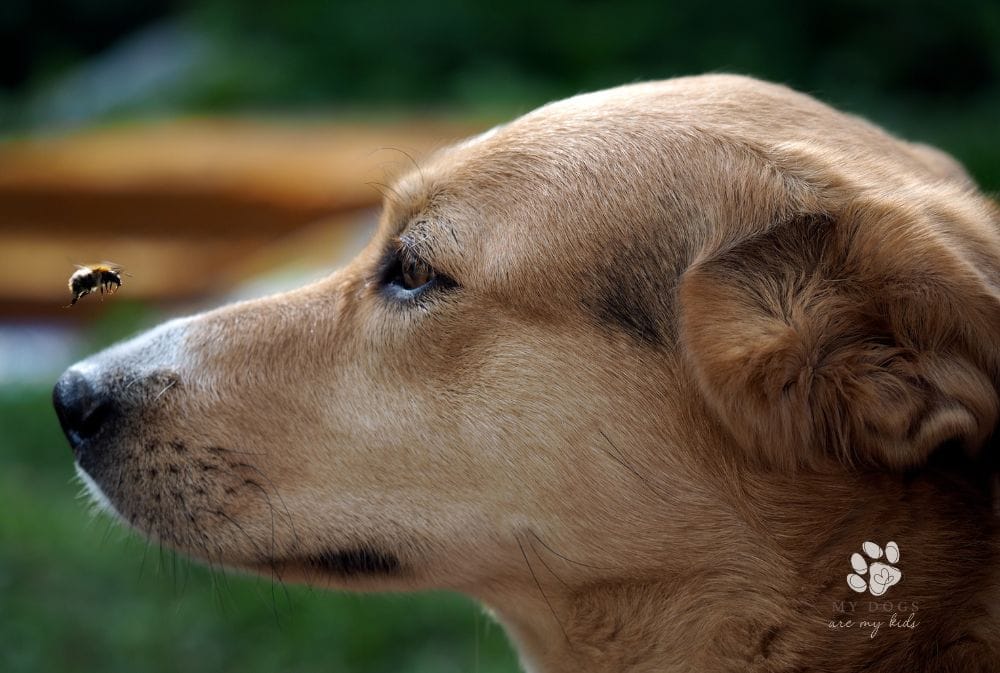 Ouch! What to Do If Your Pup Gets Stung by a bee