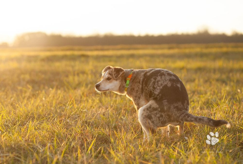 Red Flags: Recognizing Blood in Your Dog's Stool