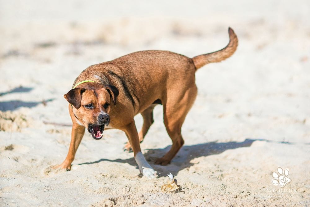dog barking at a small crab on the beach