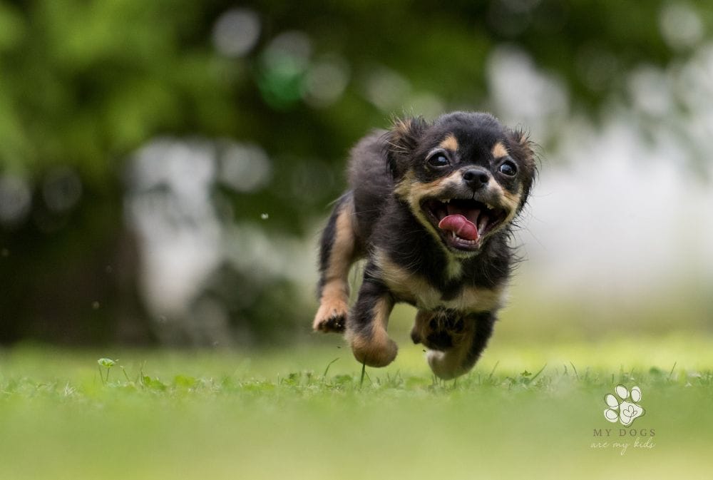 The Joyful Frenzy of Dog Zoomies: How to Embrace Your Pup's Wild Side