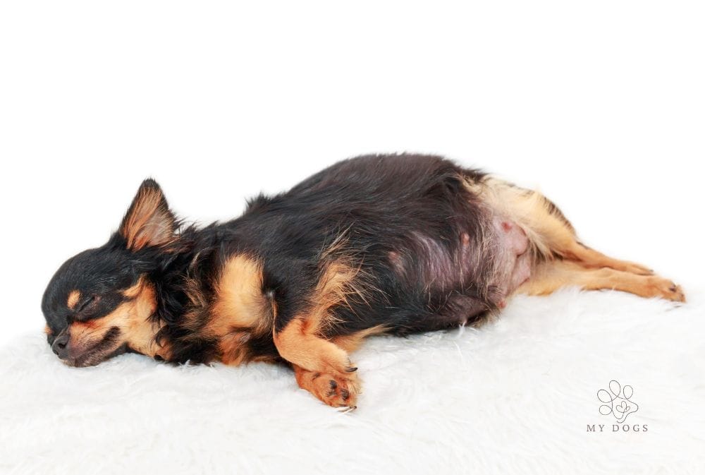 Everything You Need To Know About Your Dog's Gestation Period