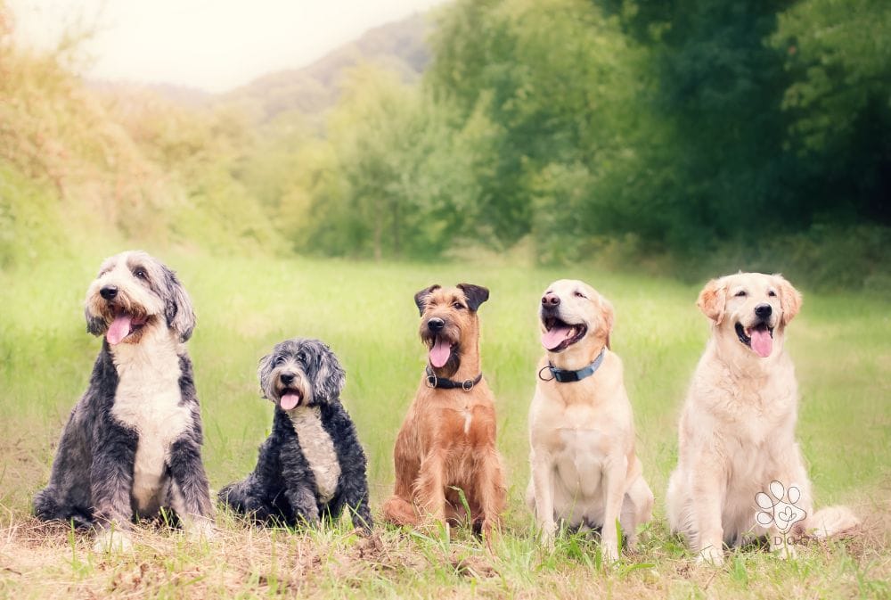 Frequently Asked Questions About Dogs: Your Top Questions Answered