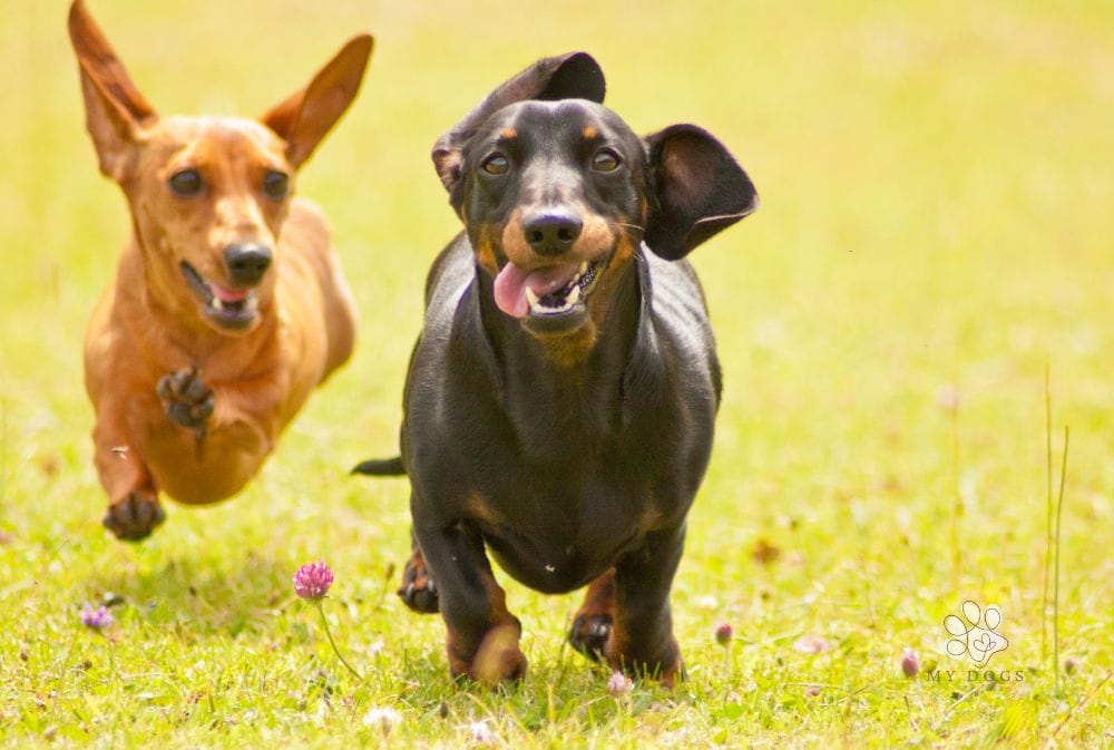 From Sassy to Loyal: the Different Personalities of Dogs