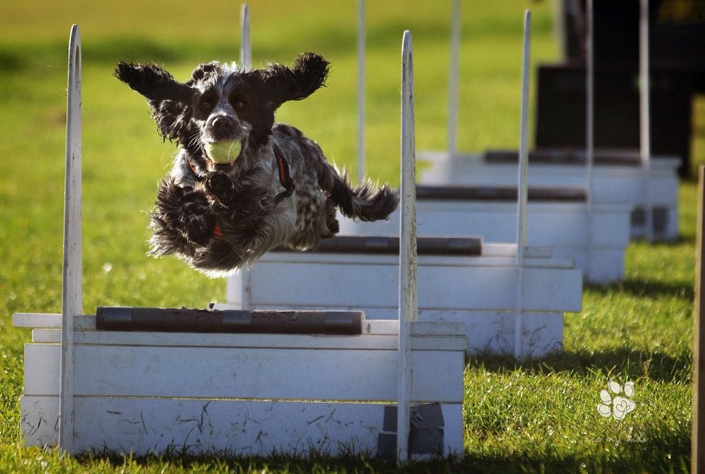 From Simple Commands to Life-saving Tasks: Amazing Things Dogs Can Learn