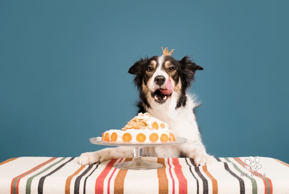 How To Calculate Your Dog's Age In Dog Years