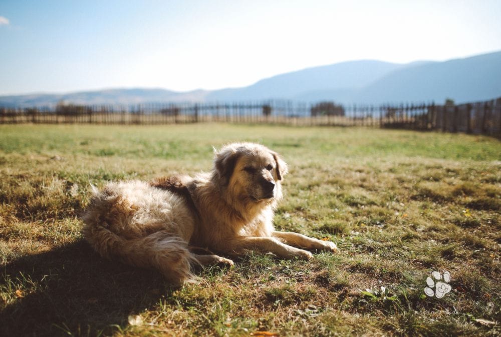 How to Choose the Right Big Fluffy Dog for You