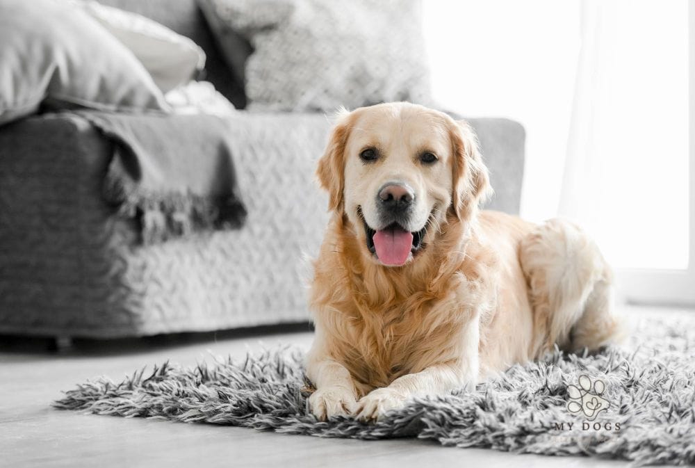 how to keep dog off couch