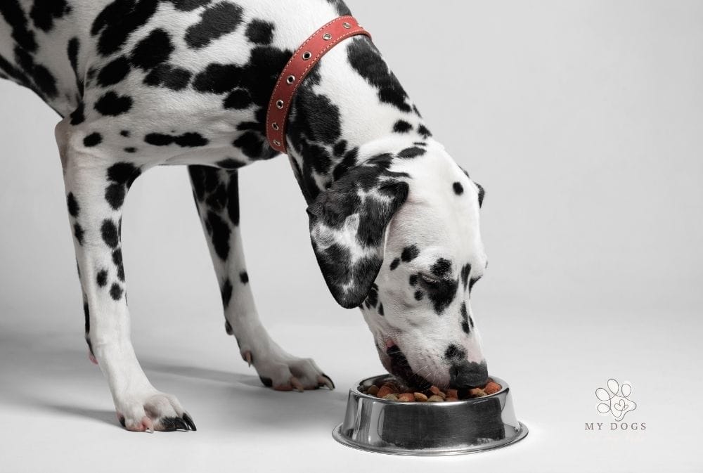 How to make sure you're feeding your dog the right amount of food
