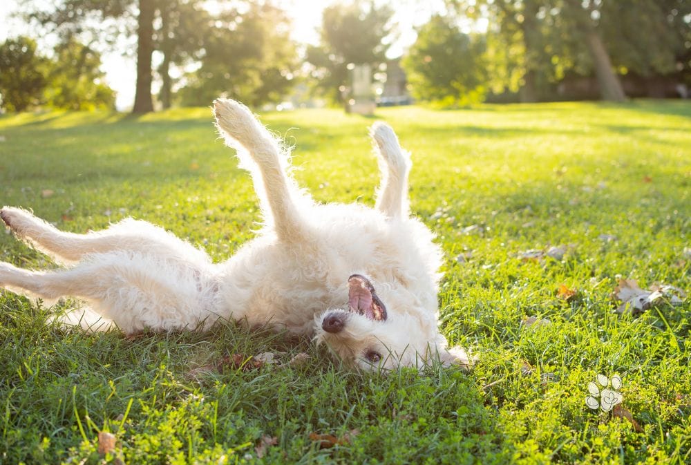 How to teach your dog to roll over in no time!