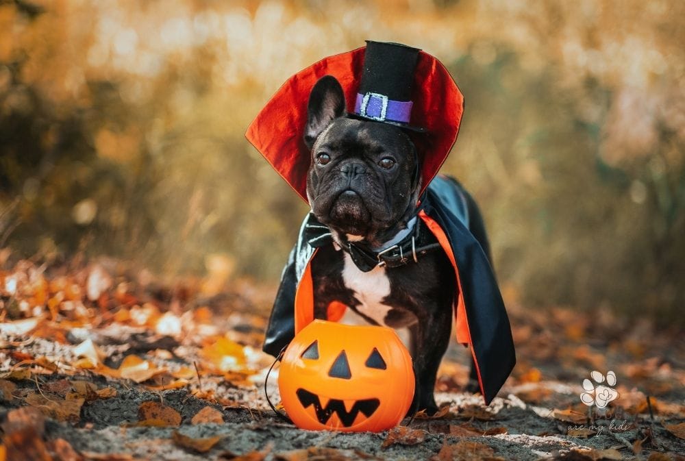 Howl-O-Ween Doggy Costume Ideas
