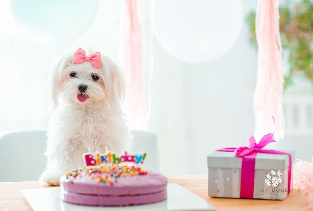 small white dog with a pink bow in front of a pink birthday cake and presents