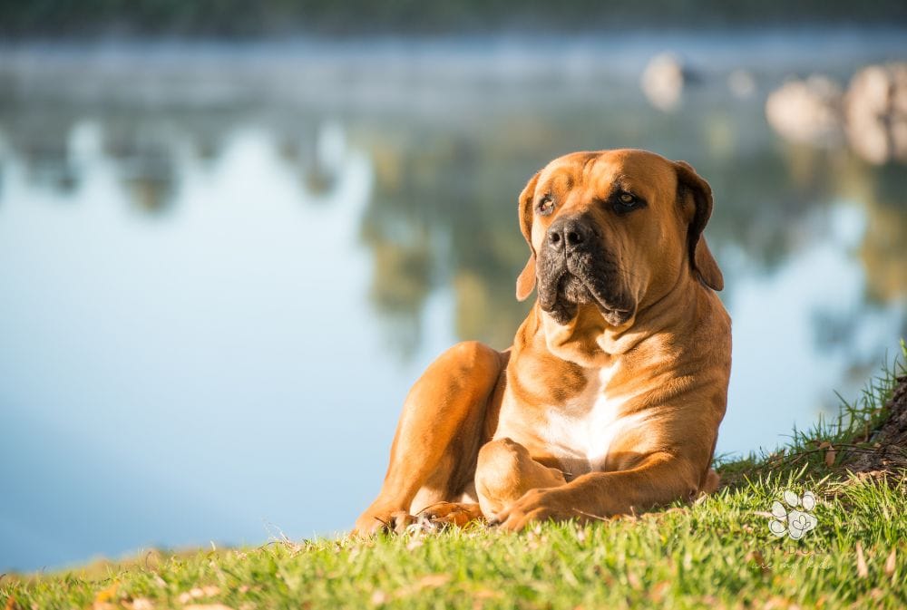 50 Cool Male Dog Names