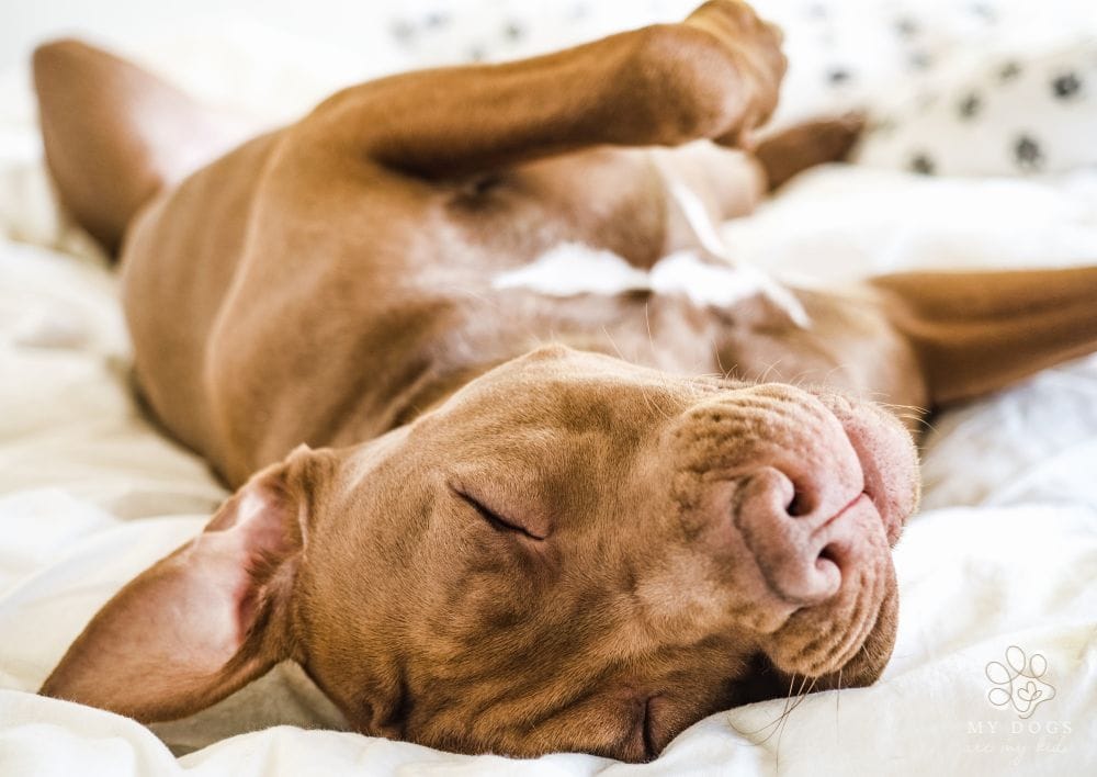 chocolate colored pup lying on back in comfy bed