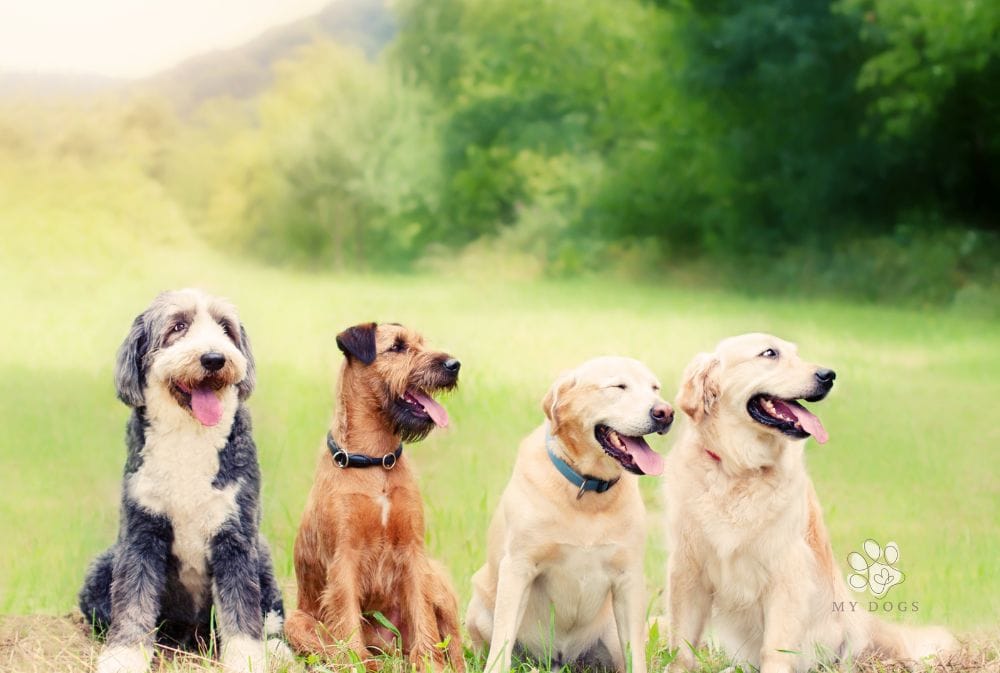 group of dogs lined up outside