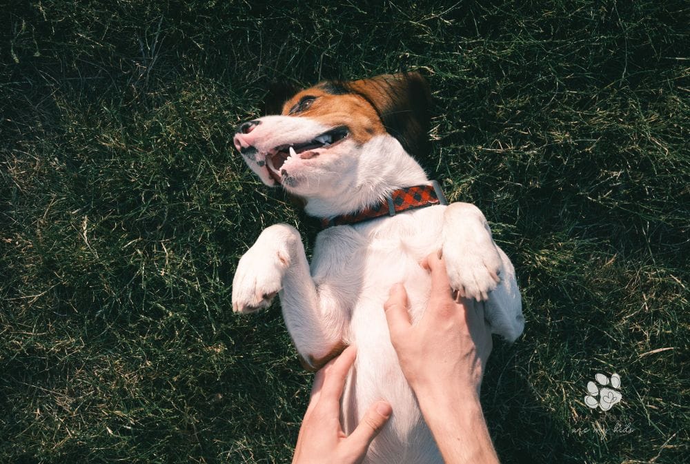 The Science Behind It: Why Dogs Can't Resist Belly Rubs