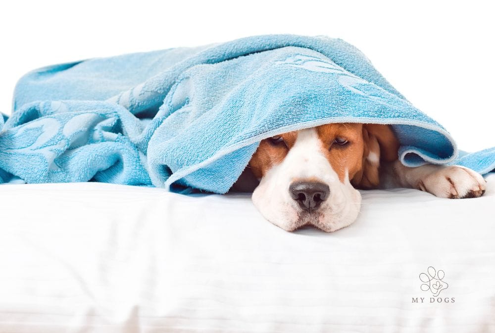 Tummy Troubles? Here's how to Ease Your Pup's Upset Stomach and Vomiting