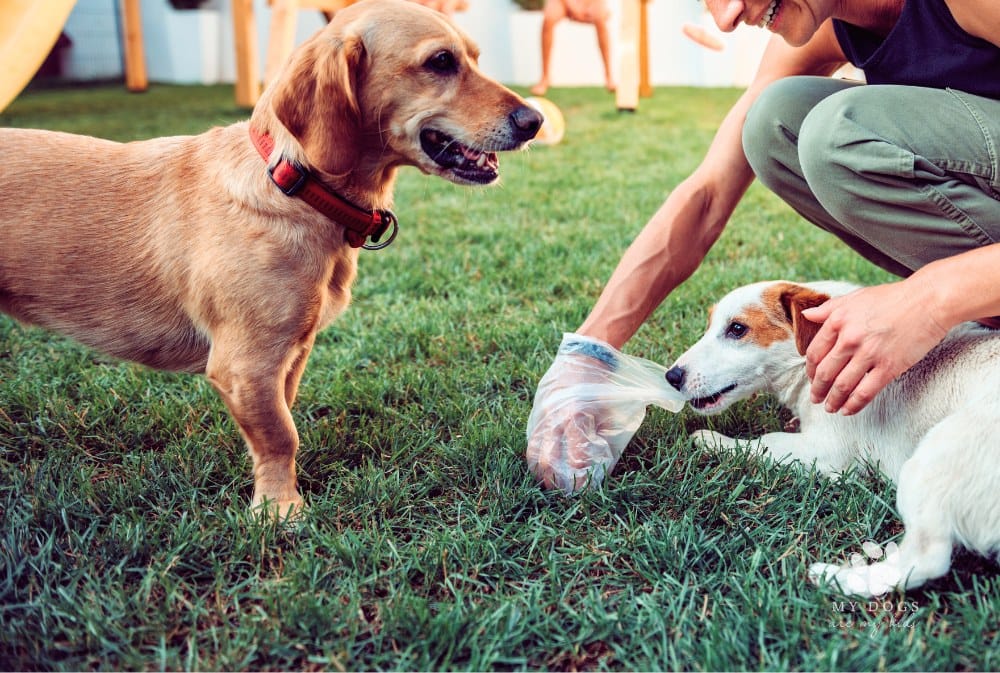 Woman picking up dog poop from the lawn at the backyard as a small terrier tries to grab bag from her