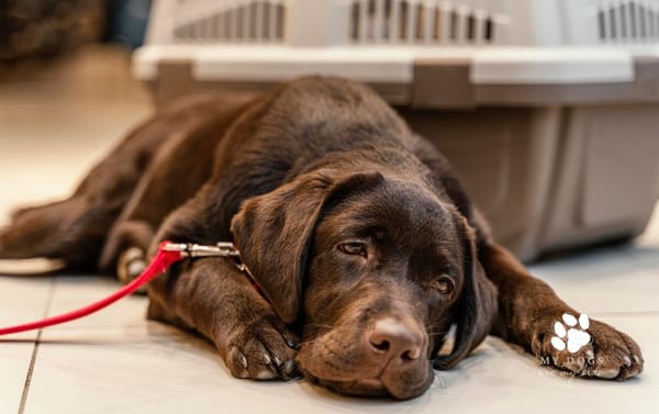 cute brown dog looking tired while lying down at the pet shop