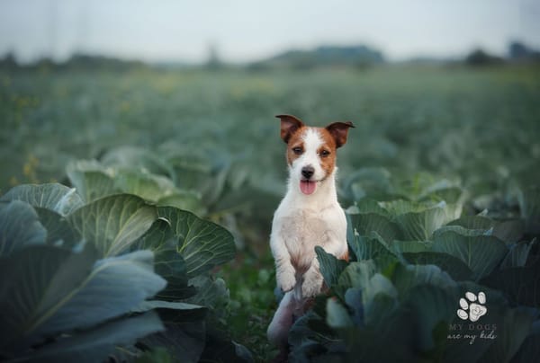 Can Dogs Eat Cabbage? Here's What You Need to Know