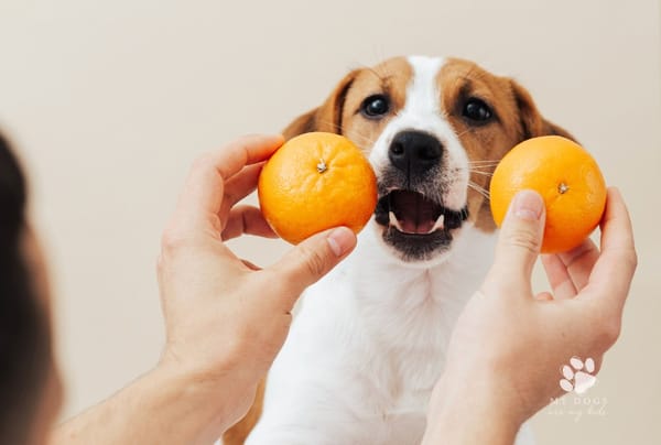 cute dog jack russell terrier lies on a stack of sweaters and wants to eat an orange