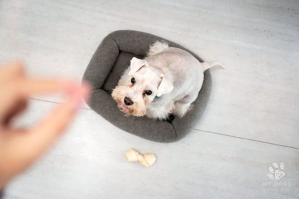 Close up blurry hand holding a treat over a cute dog
