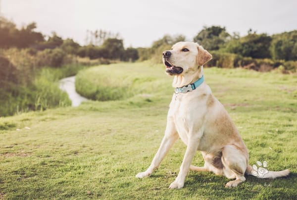 Patience is a Virtue: What Dogs Can Teach Us About Living Our Best Lives