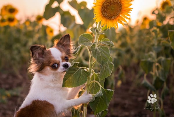 small dog chewing on a sunflower leaf