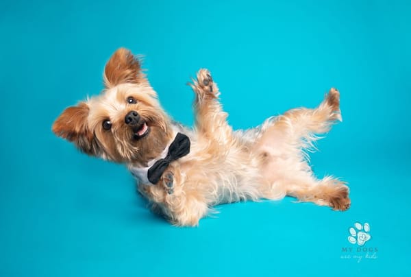Yorkie in a black bowtie