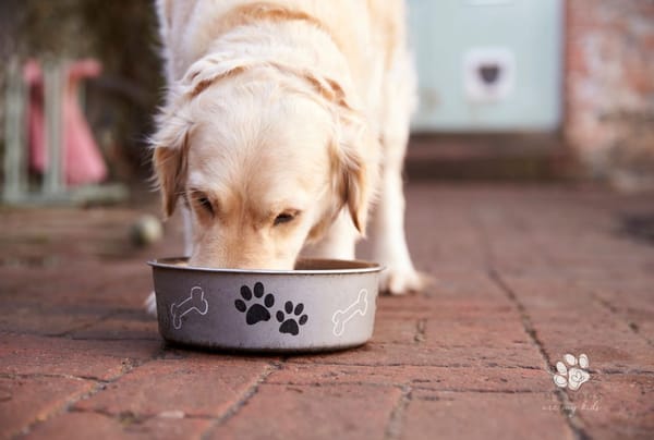 golden lab eating from a food bowl 