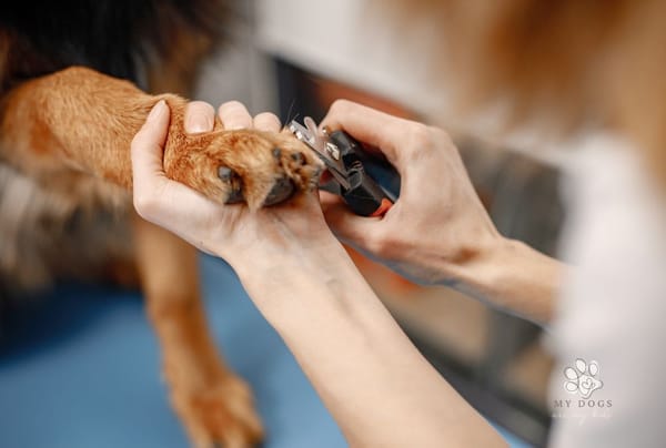 How to Cut Your Dog’s Nails Without Stress (for Either of You)