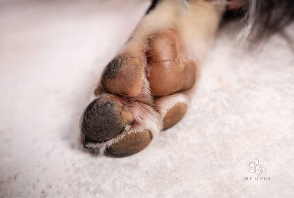 Cracked dog paws? Here's how to fix them quickly and easily