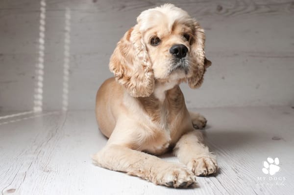 cocker spaniel sitting on white floor with white wooden background