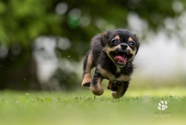 The Joyful Frenzy of Dog Zoomies: How to Embrace Your Pup's Wild Side
