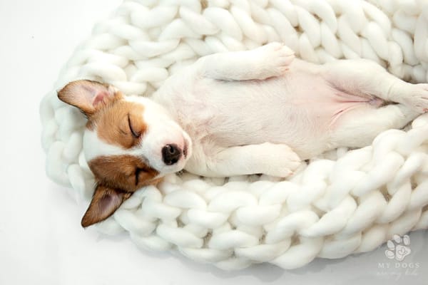 Cute little doggy nestled in big comfortable woven blanket while sleeping