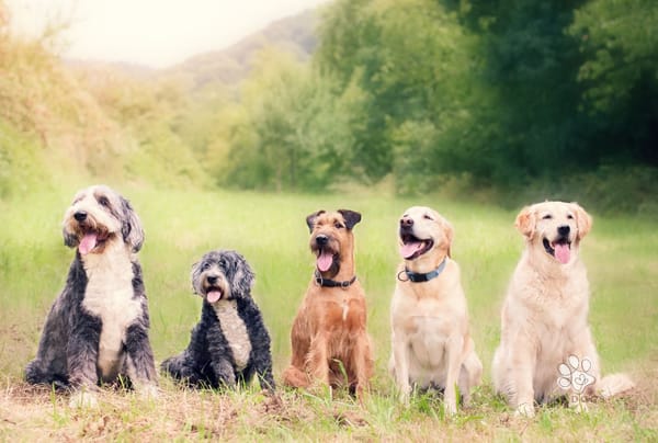 Frequently Asked Questions About Dogs: Your Top Questions Answered