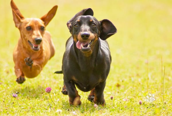 From Sassy to Loyal: the Different Personalities of Dogs