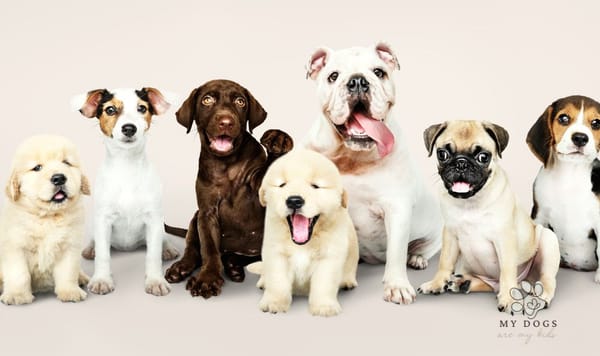 Group portrait of adorable puppies