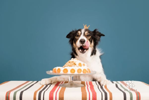 How To Calculate Your Dog's Age In Dog Years