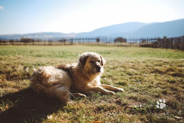 How to Choose the Right Big Fluffy Dog for You