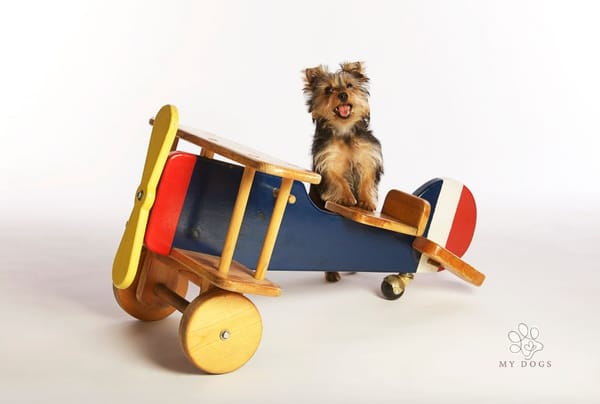 Flying with a Dog? Here's What You Need to Know