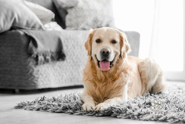 how to keep dog off couch