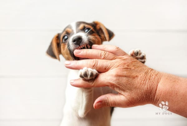 How to Stop Your Puppy's Biting Problem