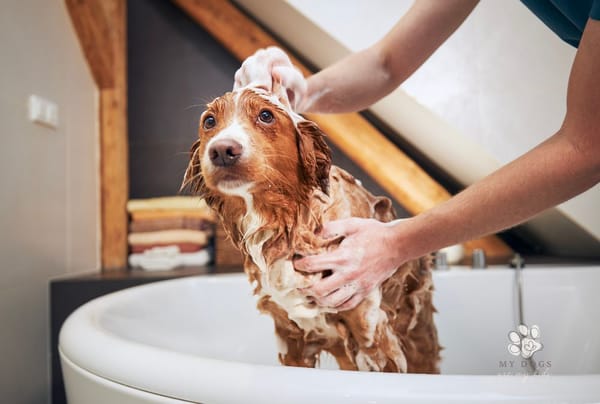 Is Your Dog Bathing Schedule Appropriate? Here's What The Experts Say!