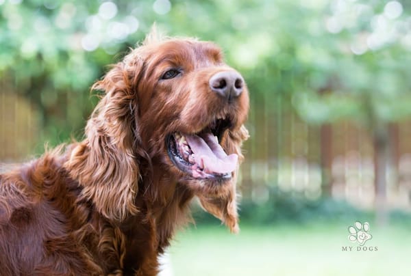 Why Is My Dog Panting? Here's What You Should Know